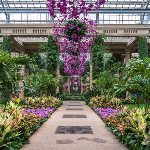 Longwood Gardens Orchids